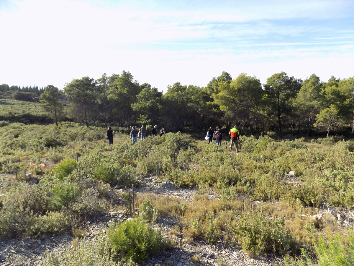 Reforestation massif de la gardiole - engagement RSE APF34