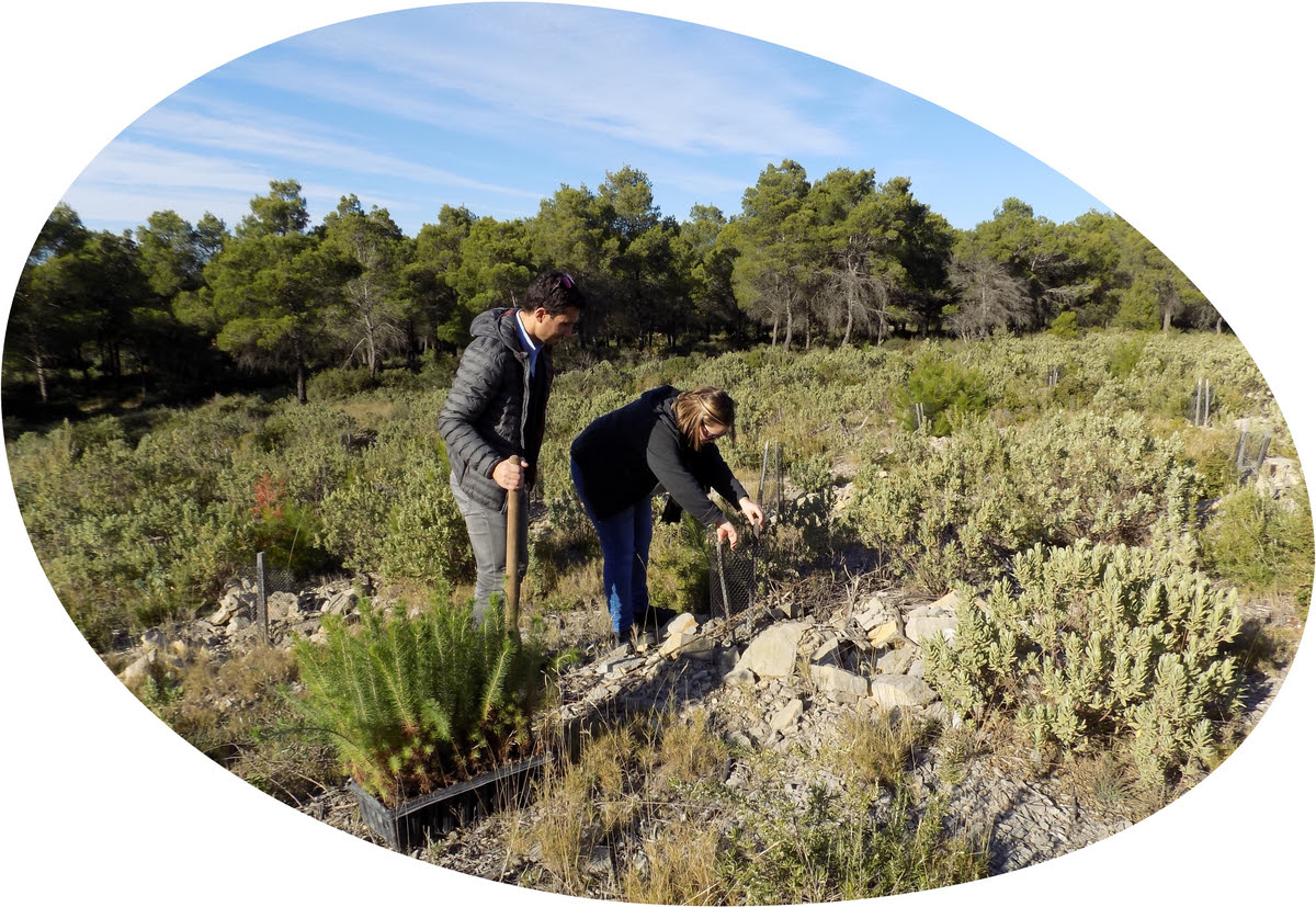 Reforestation massif de la gardiole - engagement RSE APF34